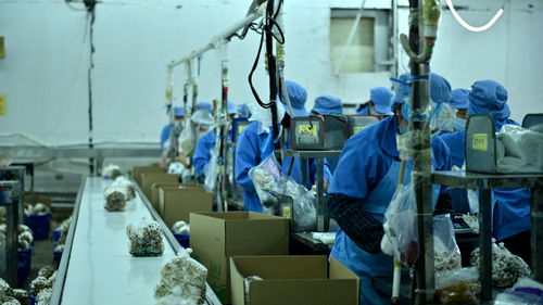 走進大灣區 菜籃子 生產基地 粵北首家工廠化栽培的食用菌企業